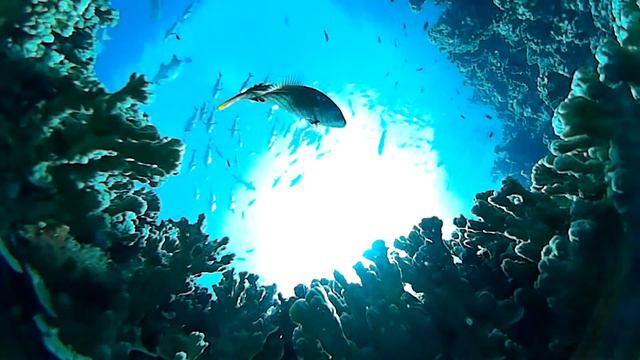 SP360: Scuba Diving in the Great Barrier Reef смотреть онлайн