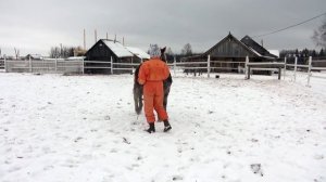 Купили жеребёнка. Как воспитывать. Начало.