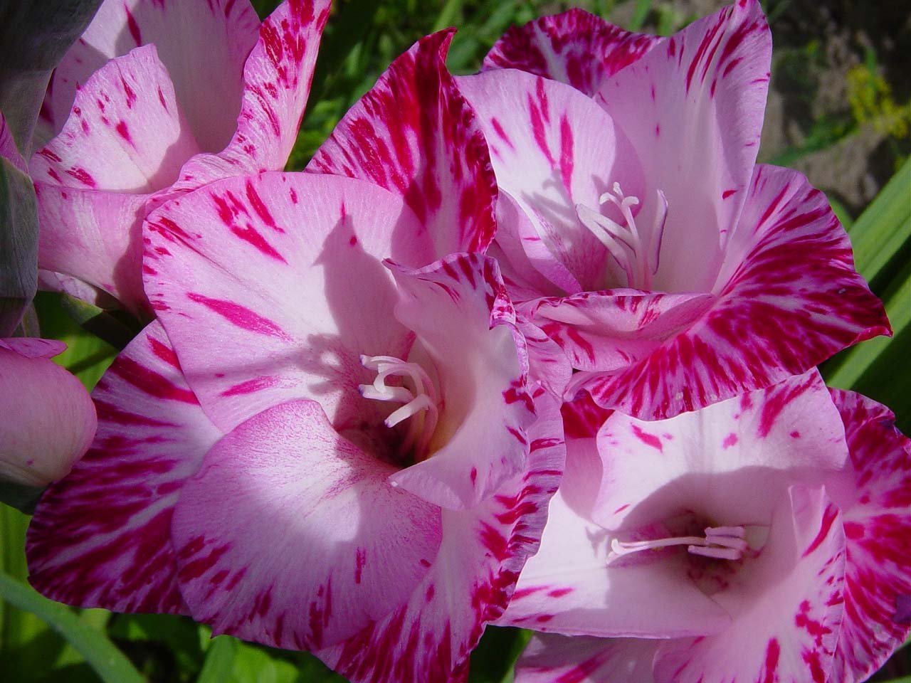 Ж.Оффенбах.Баркаролла. смотреть онлайн