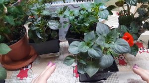 ? Почему бальзамины пропадают??