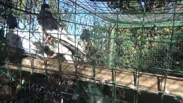 ПАКИСТАНСКИЕ ТЕДДИ И БАКИНЦЫ РАЗНЫЕ ПАВЛА ХАЕВА. смотреть онлайн