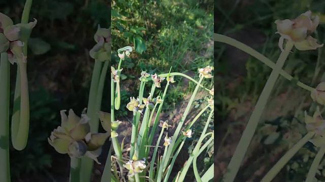 Многоярусный лук