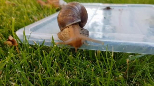 УЛИТКИ-АХАТИНЫ☆УБОРКА В КОНТЕЙНЕРЕ