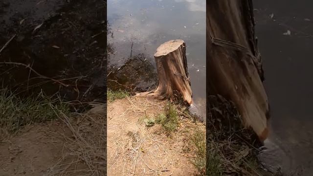 малая выпь смотреть онлайн