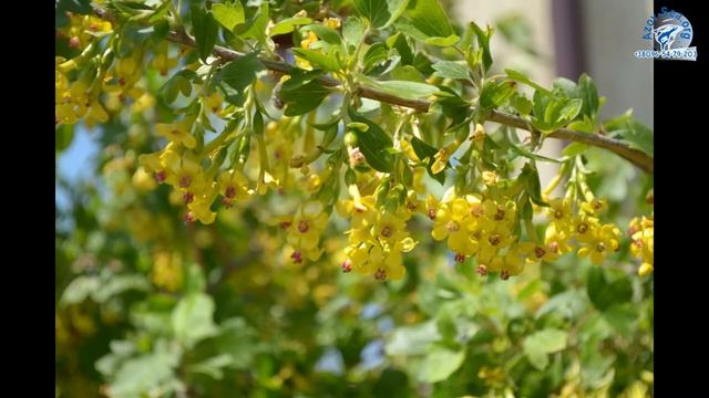 ПЛЯЖНЫЙ ДОМИК №1. СТЕПАНОВКА ПЕРВАЯ 2016. ОТДЫХ НА АЗОВСКОМ МОРЕ.