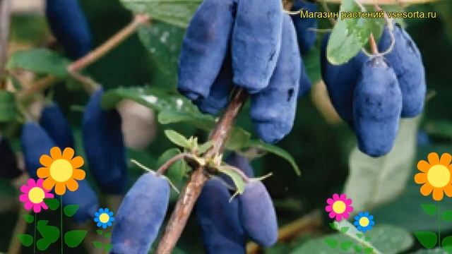 Жимолость съедобная Тола. Краткий обзор, описание характеристик lonicera edulis Tola смотреть онлайн