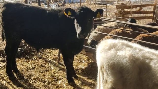 (915) купили себе бычка породы Абердин ангус смотреть онлайн