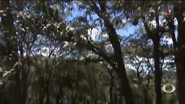 Puma ataca ganado en Hidalgo - Naturaleza - En Punto con Denise Maerker смотреть онлайн