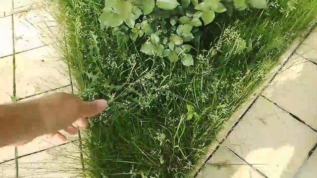 запущенный участок до покоса газона смотреть онлайн