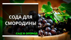 Обычная сода защищает мою смородину от вредителей — делюсь работающим рецептом