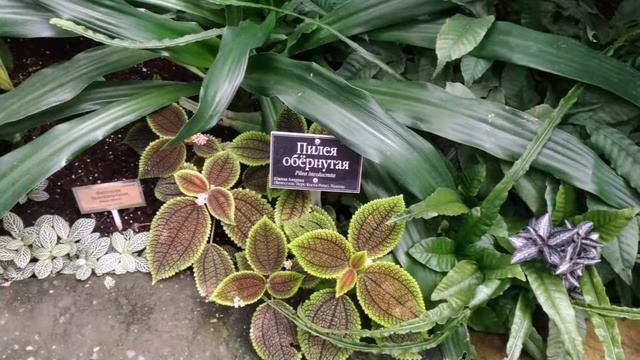 Ботанический сад МГУ «Аптекарский огород». В сентябре.