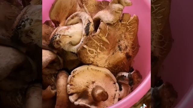 Кулинарные эксперименты с Миланой