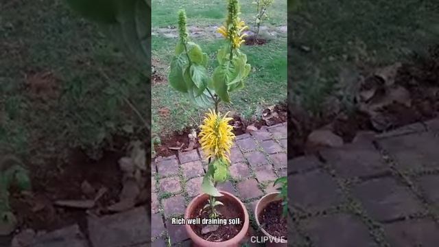 Justicia aurea, Yellow Jacobinia. Shade loving flowering plant, attractive bright yellow flowers смотреть онлайн