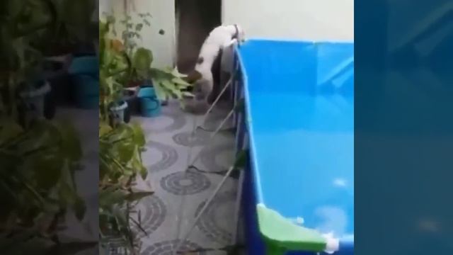 Смешные питбули, подборка 2020. #собаки #питбуль #dog #pitbull #nature #dogs смотреть онлайн