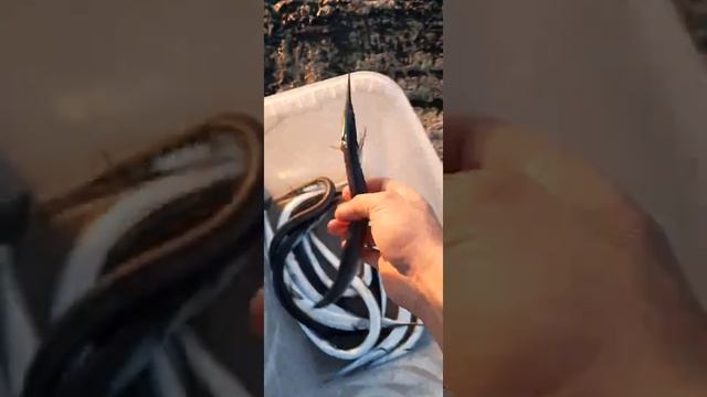 Ночной улов саргана!!! смотреть онлайн