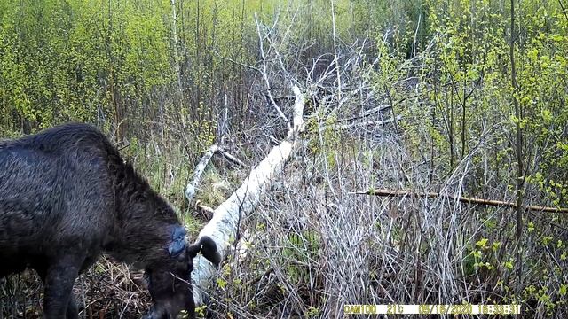 Как сделать солонец для лося своими руками. Изготовление солонца для лося. смотреть онлайн