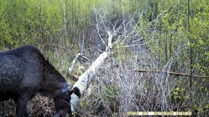 Как сделать солонец для лося своими руками. Изготовление солонца для лося.