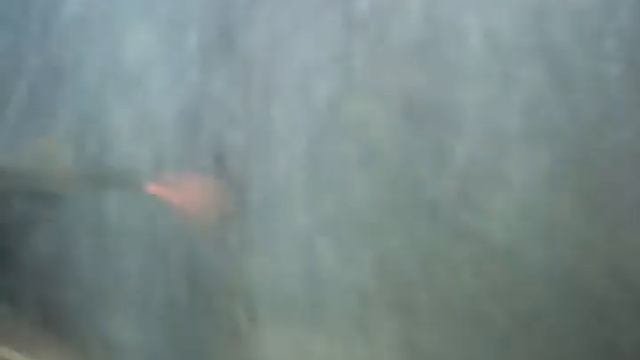 Лабео двухцветный-содержание и разведение! смотреть онлайн