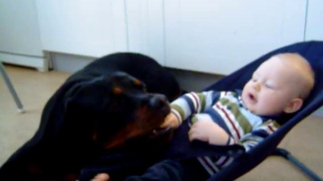 Gibson is gone 1/7-08,R.I.P, Rottweiler&baby the real side of Rottweilers friendlines смотреть онлайн