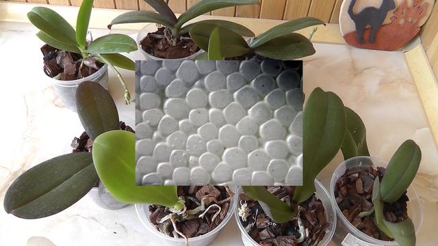 Дренаж для орхидей Нужен или нет? Что использовать в качестве дренажа? Керамзим, пенопласт, кора смотреть онлайн