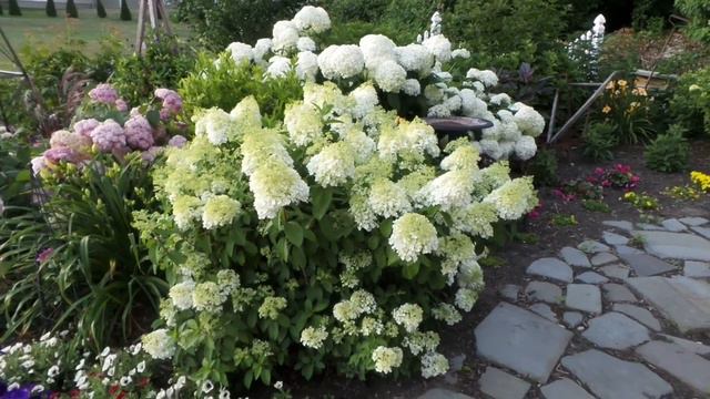 Bobo® Hydrangea