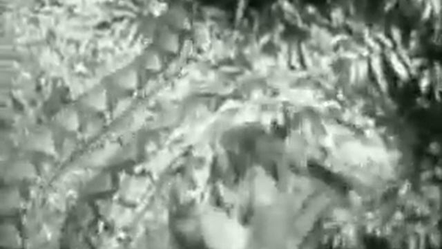 Python attacks tiger смотреть онлайн