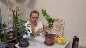 Жировые побеги или Волчья ветка у цитрусов.