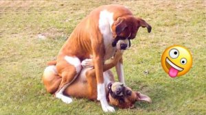 ПРИКОЛЫ С ЖИВОТНЫМИ САМЫЕ ПРИКОЛЬНЫЕ КОТЫ И КОШКИ 2022