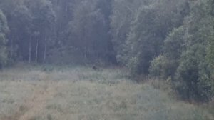 Охота на овсах! Медведь  с подхода! Кабан с лабаза! 2 часть.