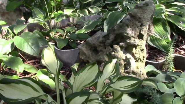 САД ЛЕТОМ И НАСЕКОМЫЕ СОЗДАЁМ УСЛОВИЯ ДЛЯ НАСЕКОМЫХ смотреть онлайн