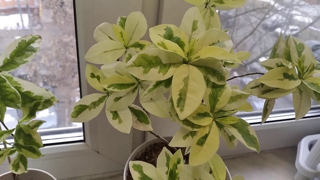 Вариегатные Брунфельсии латифолия и аустралис смотреть онлайн