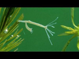 ГИДРЫ В АКВАРИУМЕ. ПРИЧИНЫ ПОЯВЛЕНИЯ И СПОСОБЫ БОРЬБЫ С НИМИ.