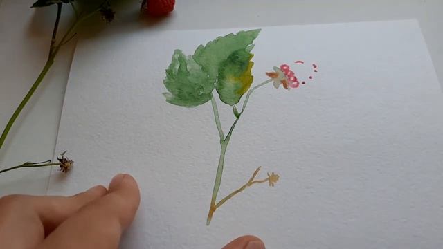 Рисую МАЛИНУ АКВАРЕЛЬЮ смотреть онлайн
