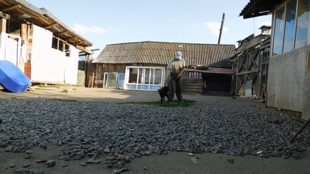 Дрессировка ягдтерьер мяч в кармане смотреть онлайн