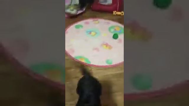 Йоркширские курносые малыши РКФ