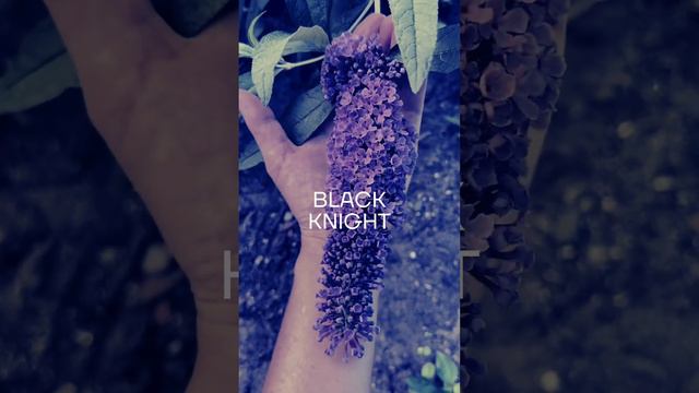 4 месяца цветения смотреть онлайн