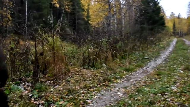 Медведь съел лося - с ТG3 на глухаря смотреть онлайн