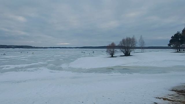 С Чезой  на водохранилище/ Вкусняшки лайкам/