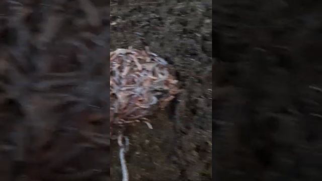 АБ-2 Заселение малька дендробена