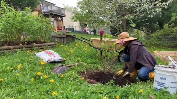 Planting SUSAN MAGNOLIA | Peaceful, Relaxed Video, although I struggled a bit to plant it in ?
