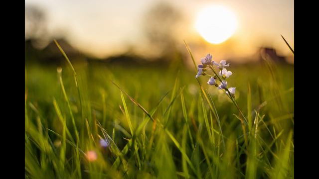 СОЛНЕЧНАЯ ПОЛЯНА И МУЗЫКА