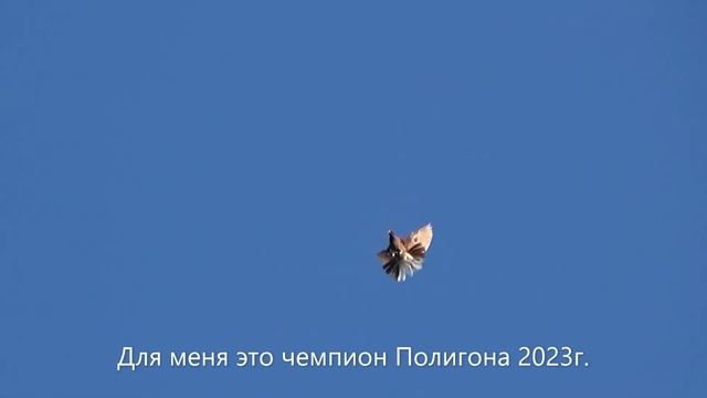 1.07.23г. Голуби! Бучеловский Влад. смотреть онлайн