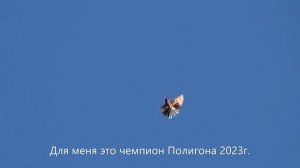 1.07.23г. Голуби! Бучеловский Влад.