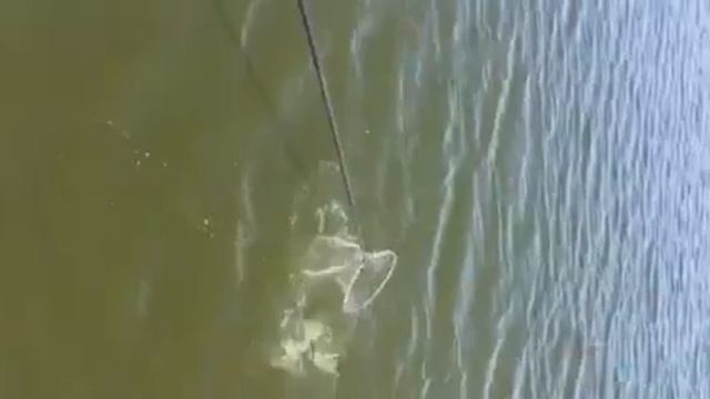 Вываживание карпа на матчевое удилище . смотреть онлайн