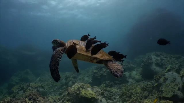 # 361 В красном море не только корабли. смотреть онлайн