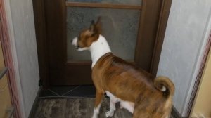 Басенджи гавкает. Basenji