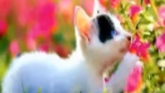 красивые красивые животные красивые смотреть онлайн