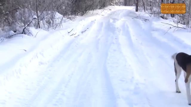 Охота на зайца. Охота на тетерева. Зимняя охота смотреть онлайн