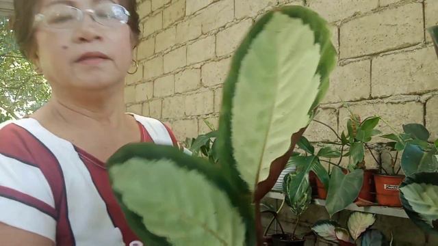 Helen Kennedy at iba pa| Mga nadagdag sa aking Calathea Collection смотреть онлайн
