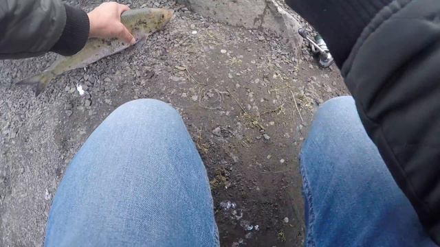 Ловля селёдки!!!Shad Fishing!!! смотреть онлайн